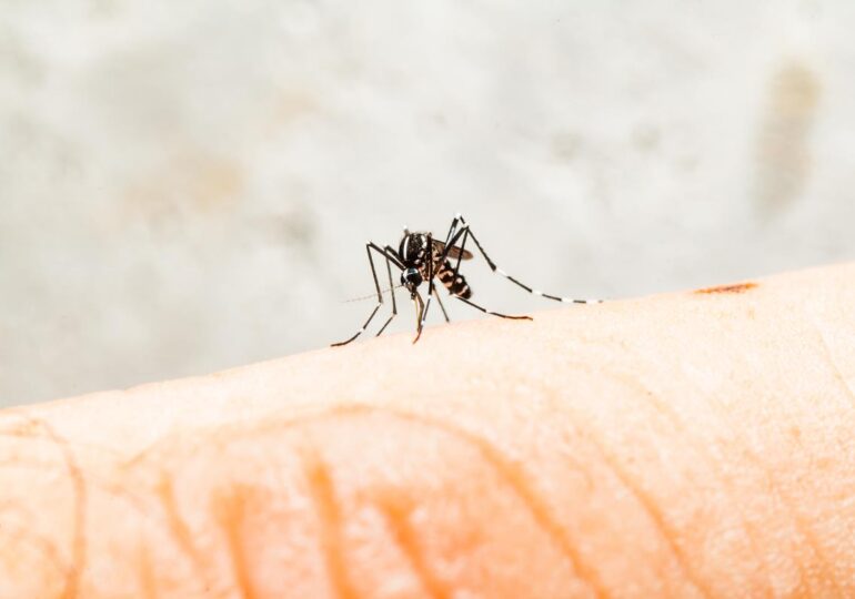 Biotech company to release millions of genetically modified mosquitoes in California